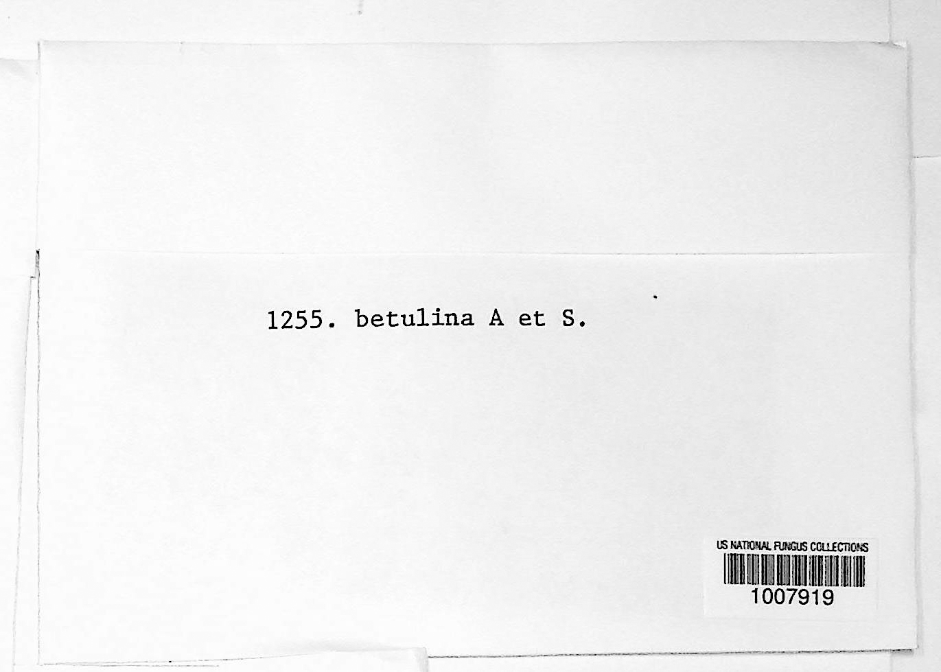 Betulina thumbnail